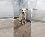 Small Labrador Retriever