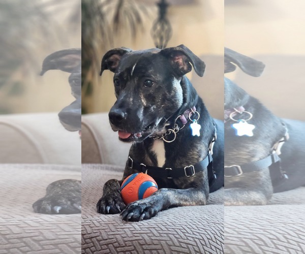 Medium Photo #2 Mutt Puppy For Sale in Woodbury, NY, USA