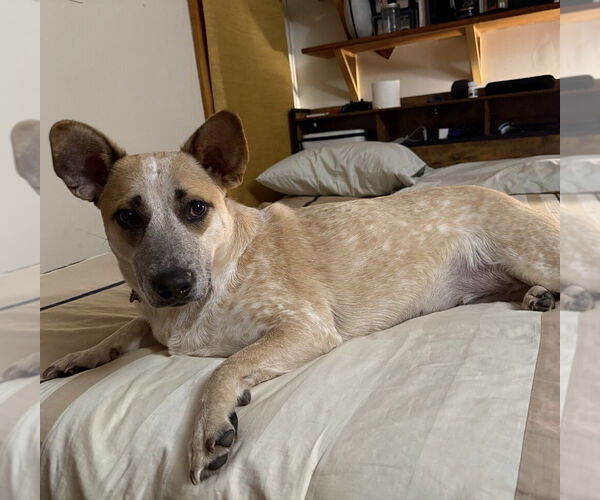 Medium Photo #11 Catahoula Leopard Dog-Unknown Mix Puppy For Sale in Boston, MA, USA