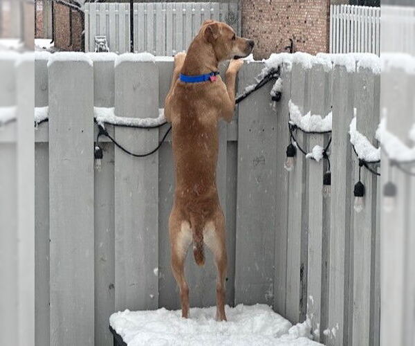 Medium Photo #4 Mutt Puppy For Sale in Fargo, ND, USA