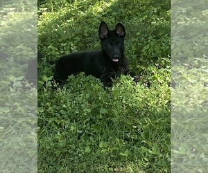 German Shepherd Dog Puppy for sale in BLACK JACK, MO, USA
