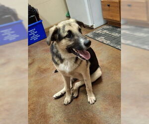 German Shepherd Dog-Unknown Mix Dogs for adoption in Mountain View, AR, USA