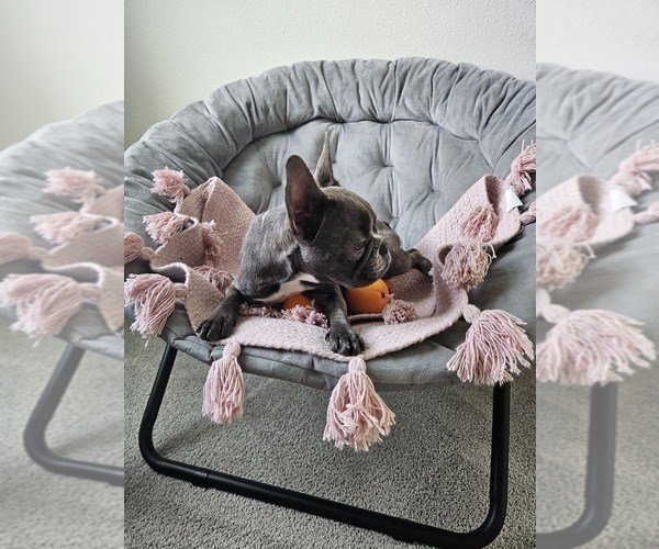 Medium Photo #7 French Bulldog Puppy For Sale in WESLEY CHAPEL, FL, USA