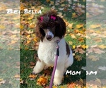 Small Photo #1 Poodle (Standard) Puppy For Sale in CHARLOTTE, NC, USA