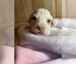 Small Photo #16 Cavapoo Puppy For Sale in LAFAYETTE, TN, USA