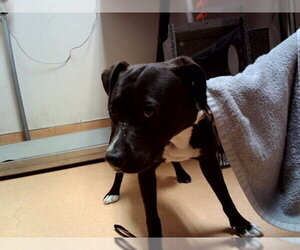 Mutt Dogs for adoption in Martinez, CA, USA