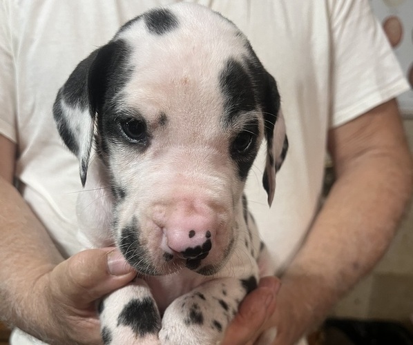 Medium Photo #1 Great Dane Puppy For Sale in SPRAGGS, PA, USA