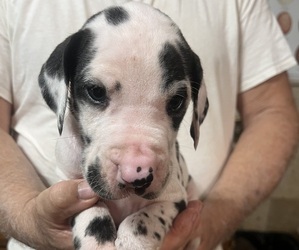Great Dane Litter for sale in SPRAGGS, PA, USA