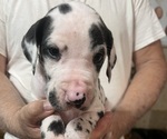 Small Great Dane