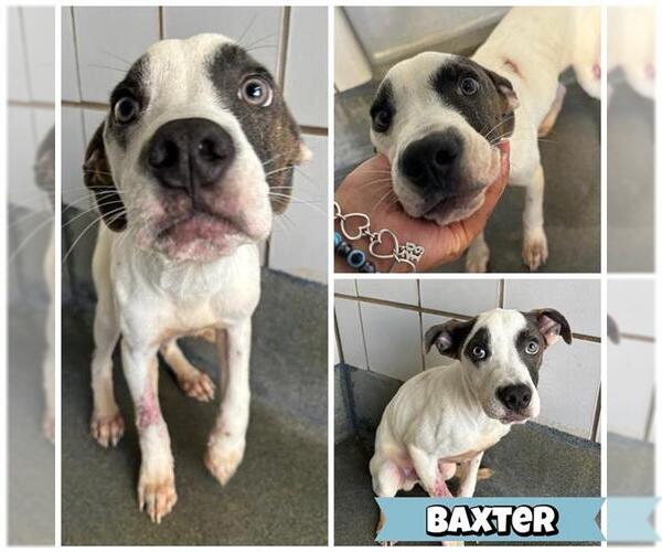 Medium Photo #1 American Staffordshire Terrier-Unknown Mix Puppy For Sale in San Antonio, TX, USA