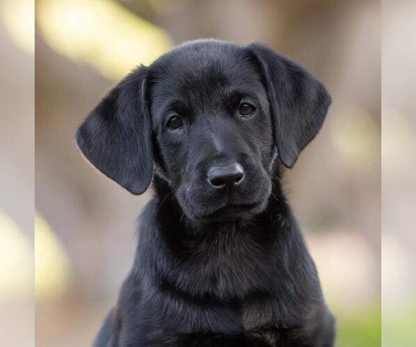 Medium Photo #2 Labrador Retriever-Unknown Mix Puppy For Sale in San Diego, CA, USA