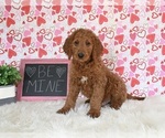 Small Photo #1 Goldendoodle Puppy For Sale in SUGARCREEK, OH, USA