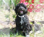 Small #1 Poodle (Miniature) Mix