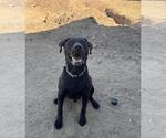 Small #4 Mastador