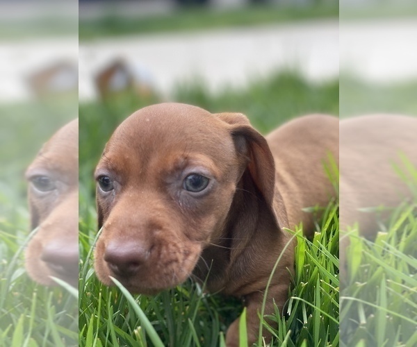 Medium Photo #5 Dachshund Puppy For Sale in VANCOUVER, WA, USA