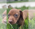 Small Photo #5 Dachshund Puppy For Sale in VANCOUVER, WA, USA