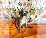 Small Mutt