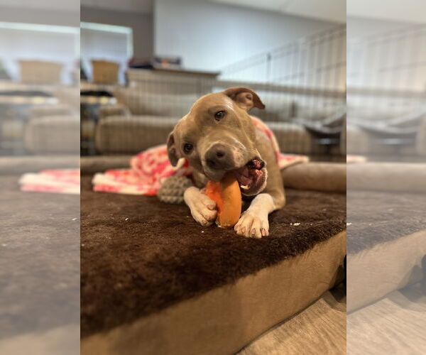 Medium Photo #3 American Pit Bull Terrier-Unknown Mix Puppy For Sale in Spring Lake, NJ, USA