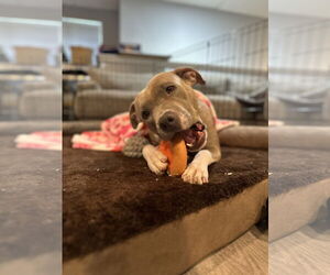 Josie - Female American Pit Bull Terrier-Unknown Mix Dog for Adoption - Photo #3