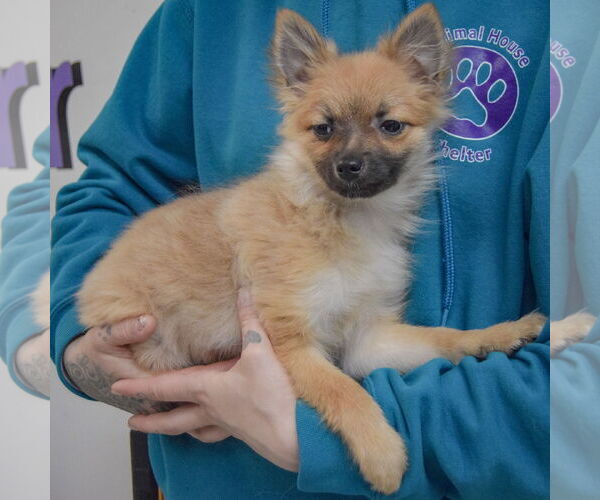 Medium Photo #2 Pomeranian-Unknown Mix Puppy For Sale in Huntley, IL, USA