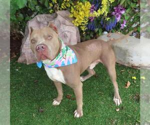 Medium American Pit Bull Terrier Mix