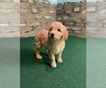 Small #26 Goldendoodle