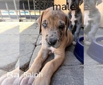 Puppy Ralph Great Dane