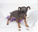 Small Photo #4 Miniature Pinscher Puppy For Sale in SHILOH, OH, USA