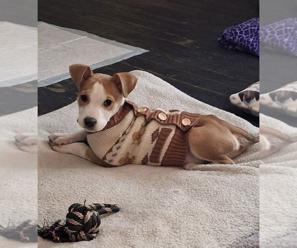 Medium Photo #3 Jack Russell Terrier-Unknown Mix Puppy For Sale in Mobile, AL, USA