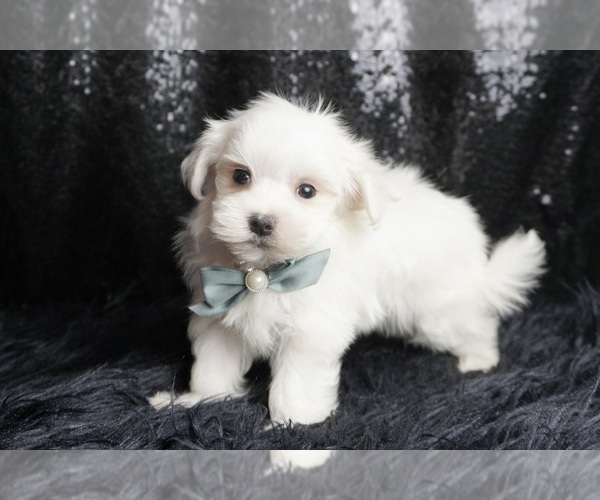 Medium Photo #4 Maltese Puppy For Sale in WARSAW, IN, USA