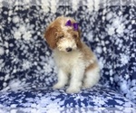 Small #5 Cavapoo