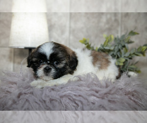 Medium Shih Tzu