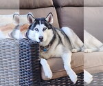 Small #1 Siberian Husky