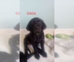 Puppy Gaga Labrador Retriever