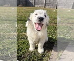 Idaho : Emmett - Male Labsky Dog for Adoption - Small photo