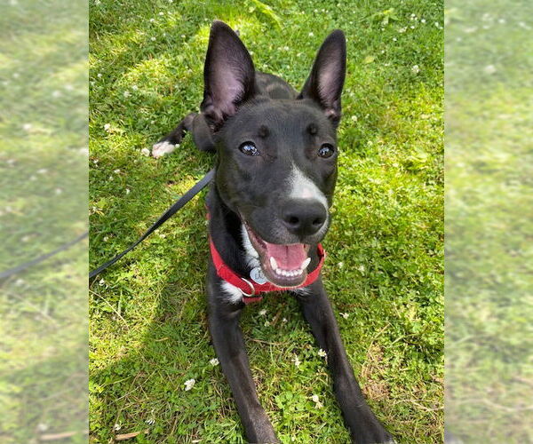 Medium Photo #2 American Pit Bull Terrier-Unknown Mix Puppy For Sale in Stevens Point, WI, USA