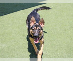 German Shepherd Dog Dogs for adoption in Martinez, CA, USA