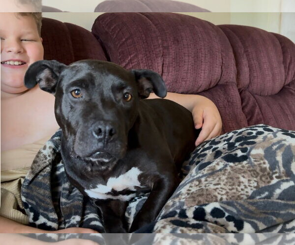 Medium Photo #7 Mutt Puppy For Sale in Rockaway, NJ, USA