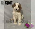 Small Photo #6 Goldendoodle Puppy For Sale in HOMEDALE, ID, USA