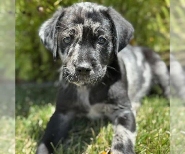 Medium Photo #3 Catahoula Leopard Dog-Labrador Retriever Mix Puppy For Sale in San Diego, CA, USA