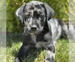 Small #2 Catahoula Leopard Dog-Labrador Retriever Mix