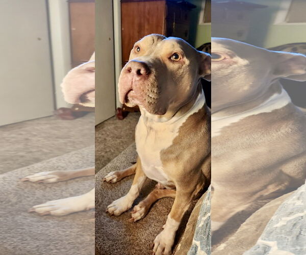 Medium Photo #17 Staffordshire Bull Terrier-Unknown Mix Puppy For Sale in Mount Laurel, NJ, USA