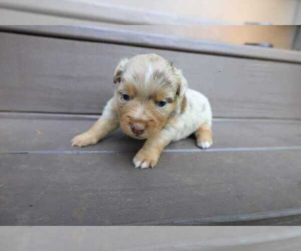 Medium Photo #70 Miniature Australian Shepherd Puppy For Sale in DAWSON, GA, USA