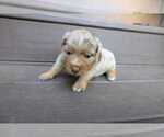 Small Photo #70 Miniature Australian Shepherd Puppy For Sale in DAWSON, GA, USA