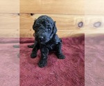 Image preview for Ad Listing. Nickname: Cooper
