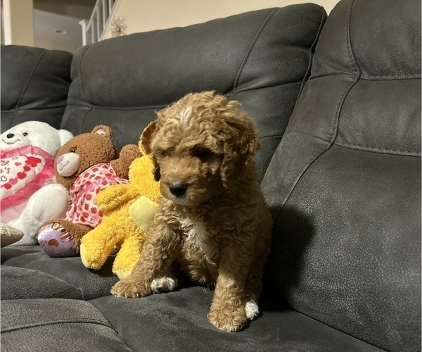 Medium Photo #2 Bernedoodle Puppy For Sale in ELK GROVE, CA, USA