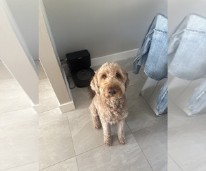 Father of the Goldendoodle mix (+ Poodle Standard) puppies born on 12/05/2025