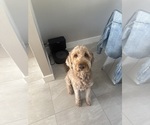 Small Photo #1 Goldendoodle mix (+ Poodle Standard) Puppy For Sale in SARASOTA, FL, USA