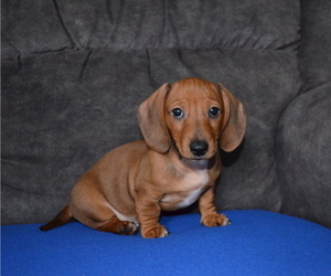 Dachshund Puppy for Sale in RED OAK, Texas USA