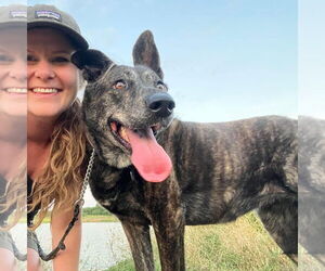 Kennedy GDP - Female Holland Shepherd Dog for Adoption - Photo #2